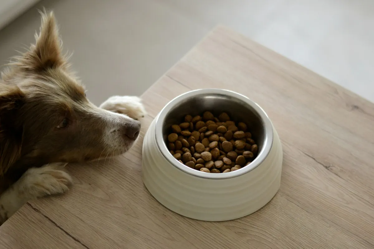 Bien nourrir son chien : les bases pour une alimentation équilibrée